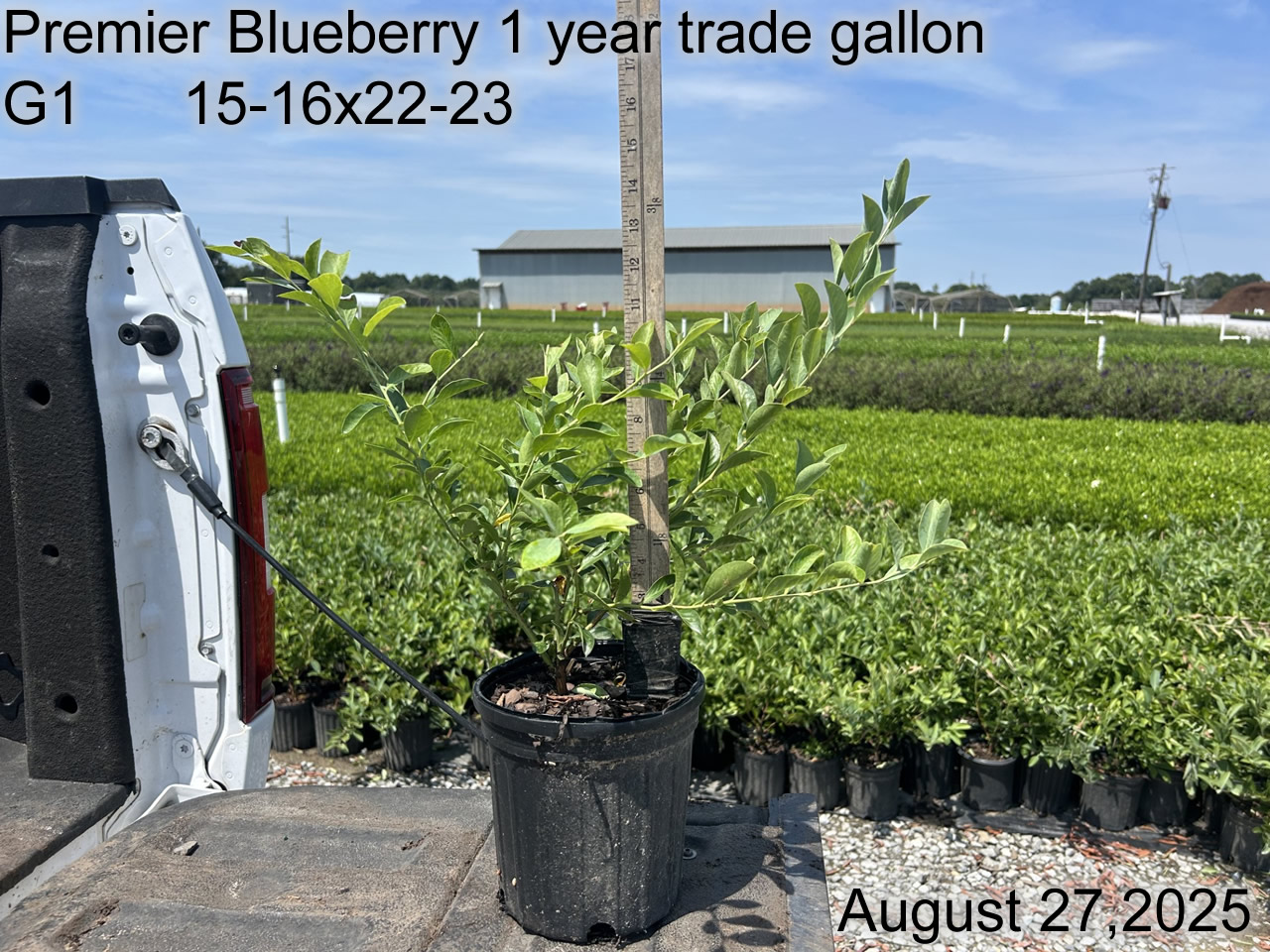 gallery/bpr1yt g1 aug25.jpg